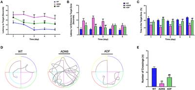 Inhibition of Rho Kinase by Fasudil Ameliorates Cognition Impairment in APP/PS1 Transgenic Mice via Modulation of Gut Microbiota and Metabolites